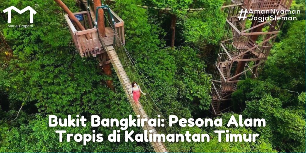 Bukit Bangkirai: Pesona Alam Tropis di Kalimantan Timur